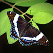 White Admiral Butterfly Art Print