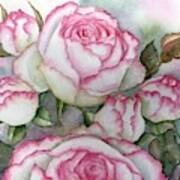 White And Pink Roses Art Print