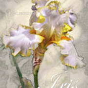 White And Yellow Iris Graphic Art Print