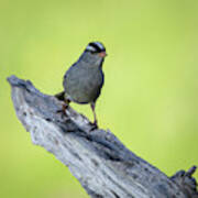 White Crowned Sparrow 1 Art Print