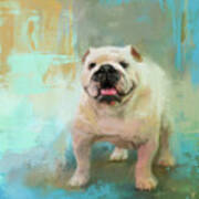White English Bulldog Art Print
