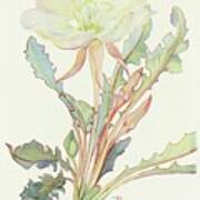 White Evening Primrose Art Print