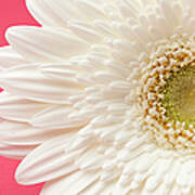 White Gerbera Daisy On Pink Background Art Print