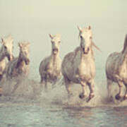 White Horses Run Gallop In Water Art Print
