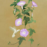 White Hummingbird And Morning Glory Vine Art Print