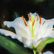 White Lily Art Print