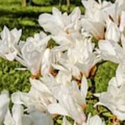 White Magnolien Blooming Art Print