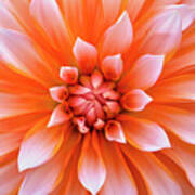 White Orange Dahlia Flower Art Print