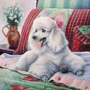 White Poodle Art Print