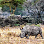 White Rhino Walking Side In Lake Nakuru Kenya Art Print