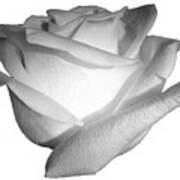 White Rose Cropped Best For Shirts Art Print