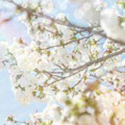 White Spring Blossoms 04 Art Print