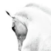 White Stallion Andalusian Horse Neck Art Print