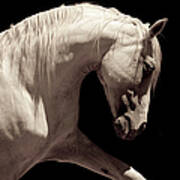 White Stallion Horse Andalusian Art Print