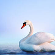 White Swan In The Foggy Lake Art Print