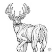 White Tailed Buck Art Print