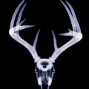 White-tailed Deer X-ray 008 Art Print