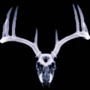 White-tailed Deer X-ray 009 Art Print