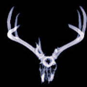 White-tailed Deer X-ray 014 Art Print