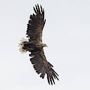 White-tailed Eagle Wingspan Art Print