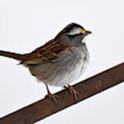 White-throated Sparrow 3 Art Print