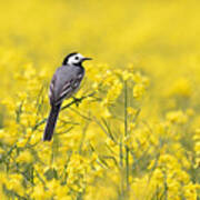 White Wagtail Art Print