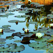 White Water Lilies On Pond Art Print