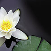 White Water Lily Nymphaea Alba Floating Art Print