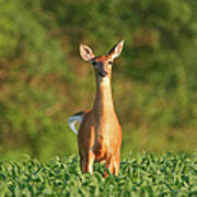 Whitetail Deer Doe Standing In A Summer Art Print