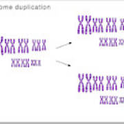 Whole Genome Duplication Art Print