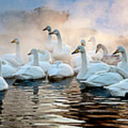 Whooper Swans On The Surface Of A Lake Art Print