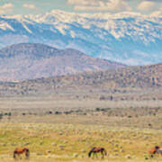 Wild Horses Above Carson Valley Art Print