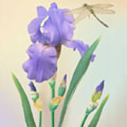 Wild Iris And Dragonfly Art Print