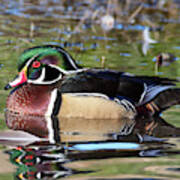 Wild Wood Duck On The Old Mill Pond Art Print