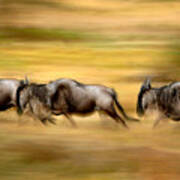 Wildebeest Running Art Print