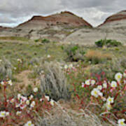 Wildflower Prairie At Ruby Mountain Art Print