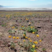 Wildflowers In Death Valley Art Print