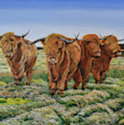 Windswept Highland Cattle Art Print