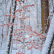 Winter Beech Tree Art Print