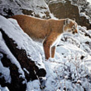 Winter Lookout- Cougar Art Print