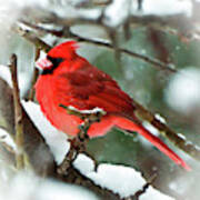 Winter Red Bird - Male Northern Cardinal With A Snow Beak Art Print