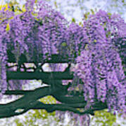 Wisteria Floribunda Art Print