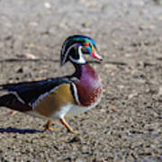 Wood Duck 3 Art Print