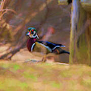 Wood Duck On Land   Paintography Art Print