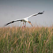 Wood Stork In Flight Art Print