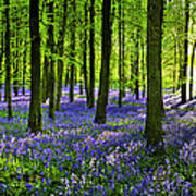 Woodland With Carpet Of Bluebells Art Print