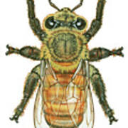 Worker Honey Bee Art Print