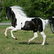 Xr9c7365 Spotted Saddle Horse Stallion-mr Bojangles Jr-mcnatt Farm, Tn Art Print