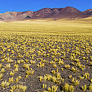 Yellow Altiplano In Catamarca, Argentina Art Print
