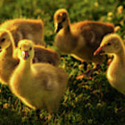 Wild Yellow Goslings In Springtime Grass And Flowers Art Print